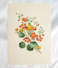 Hydrangea Ranger Nasturtium