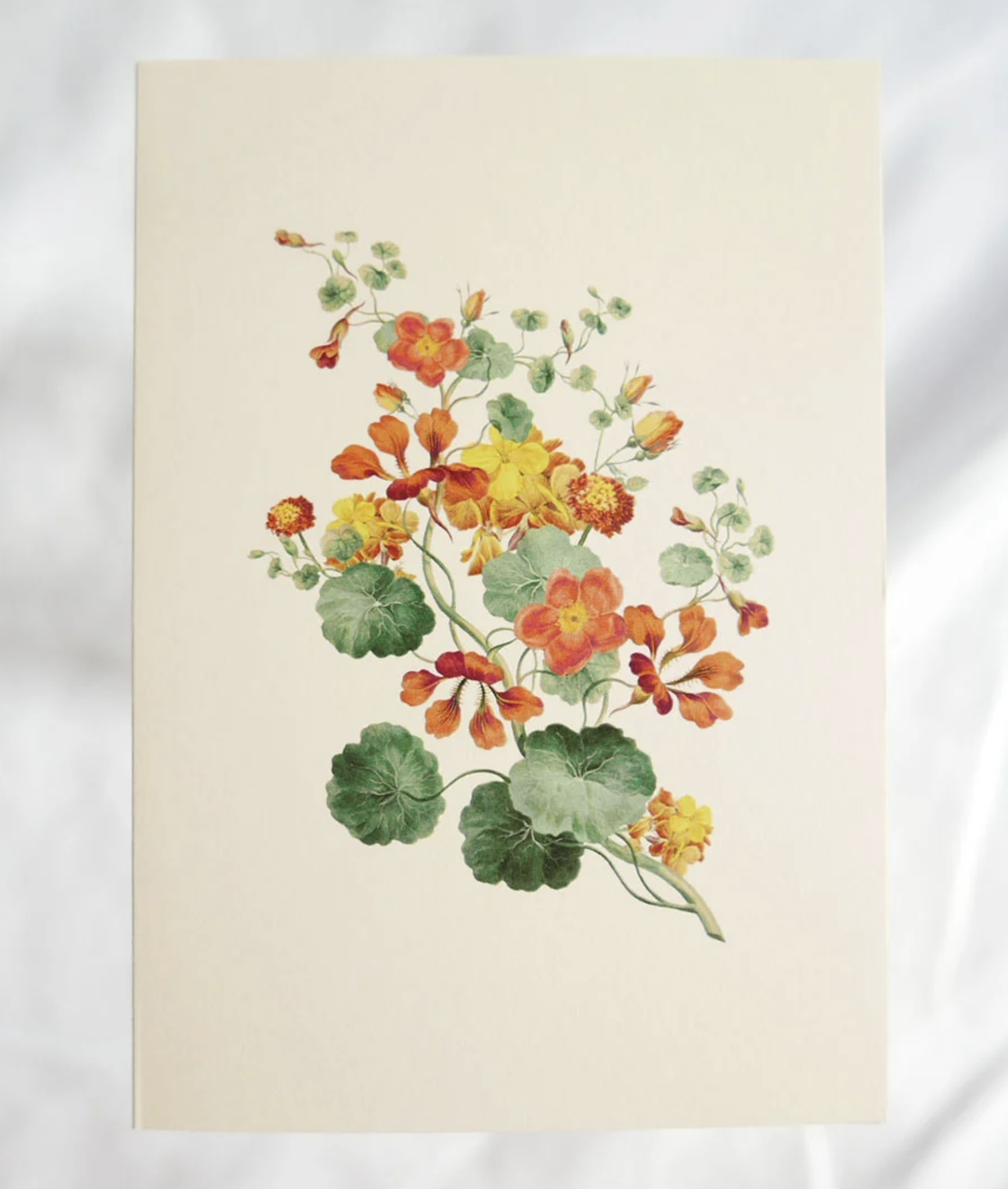 Hydrangea Ranger Nasturtium